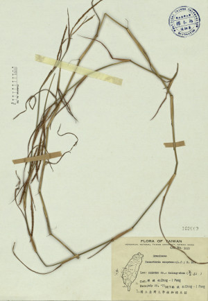 Hemarthria compressa (L.f.) R. Br._標本_BRCM 4098