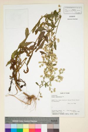 Blumea membranacea DC._標本_BRCM 4898