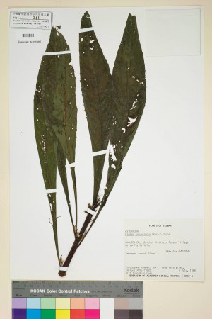 Blumea lanceolaria (Roxb.) Druce_標本_BRCM 4889