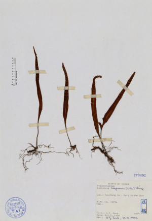 Lepisorus megasorus (C. Chr.) Ching_標本_BRCM 4731