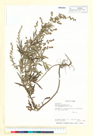 Artemisia dubia Wall._標本_BRCM 6543