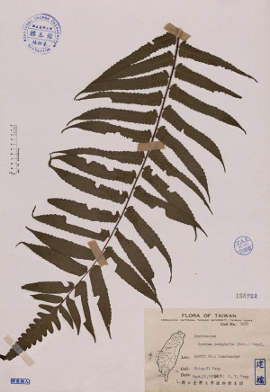 Cyathea podophylla (Hook.) Copel._標本_BRCM 4073