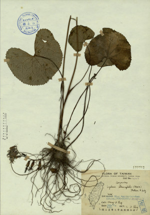 Ligularia stenocephala (Maxim.) Matsum. & Koidz._標本_BRCM 4332