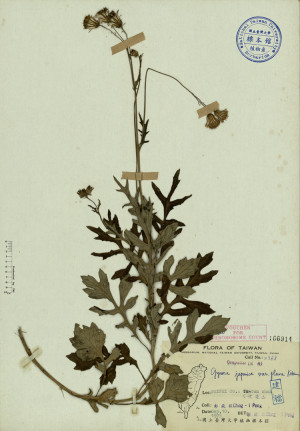 Gynura japonica var. flava Kitam._標本_BRCM 3847