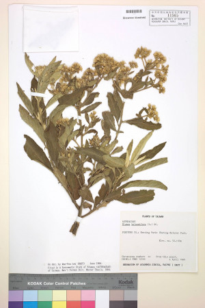 Blumea balsamifera (L.) DC._標本_BRCM 4909