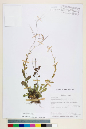 Arabis serrata Franch. & Sav._標本_BRCM 5973