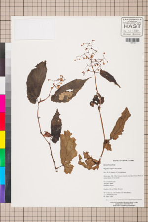Begonia isoptera標本_BRCM 2800