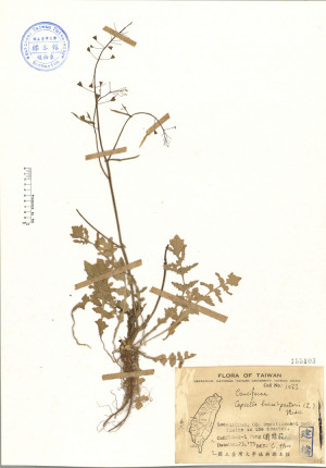 Capsella bursa-pastoris (L.) Medic._標本_BRCM 4552