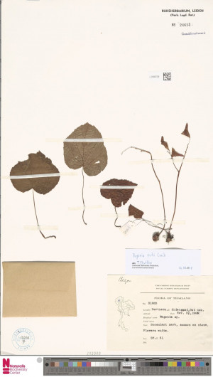 Begonia puttii標本_BRCM 8747