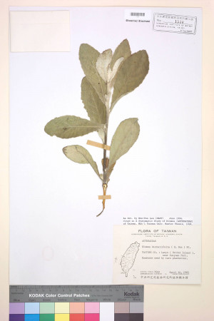Blumea hieracifolia (D. Don) DC._標本_BRCM 3784