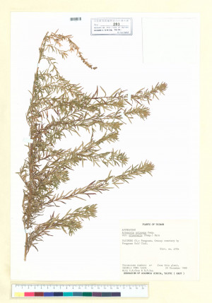 Artemisia feddei Lév. & Vaniot_標本_BRCM 7193