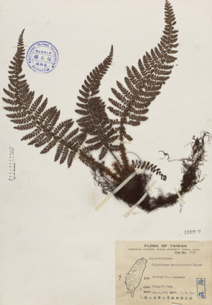 Polystichum parvipinnulum Tagawa_標本_BRCM 4058