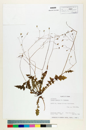 Youngia japonica (L.) DC. subsp. monticola Koh Nakam. & C.I Peng_標本_BRCM 5479