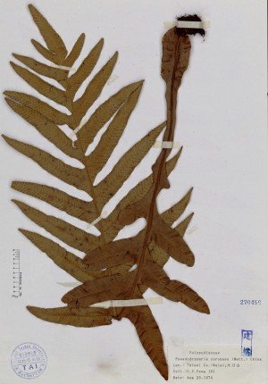 Pseudodrynaria coronans (Mett.) Ching_標本_BRCM 4730