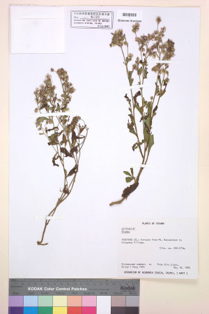 Blumea lacera (Burm. f.) DC._標本_BRCM 3799