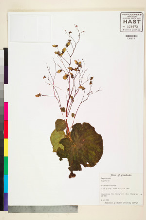 Begonia sinuata標本_BRCM 2490