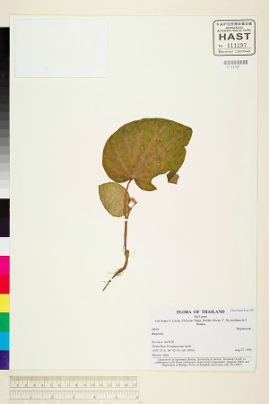 Begonia integrifolia標本_BRCM 1986