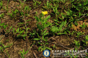 Oenothera laciniata J. Hill_BRCM 6065