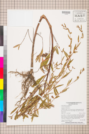 Ludwigia alternifolia L._標本_BRCM 3450