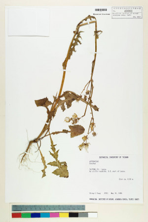 Sonchus oleraceus L._標本_BRCM 6539