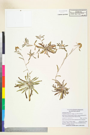 Gnaphalium japonicum Thunb._標本_BRCM 5635