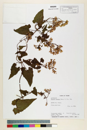 Mikania cordata (Burm. f.) B. L. Rob._標本_BRCM 6994