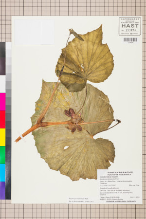 Begonia pseudolateralis標本_BRCM 2676