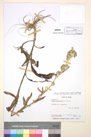 Blumea hieracifolia (D. Don) DC._標本_BRCM 3736