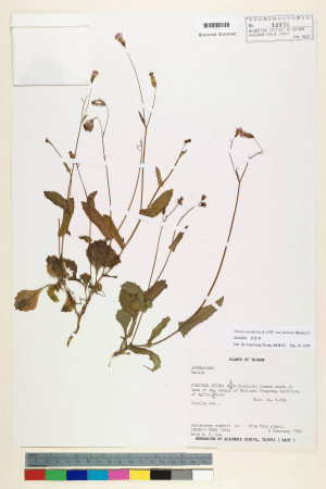 Emilia sonchifolia var. javanica (Burm. f.) Mattf._標本_BRCM 5229