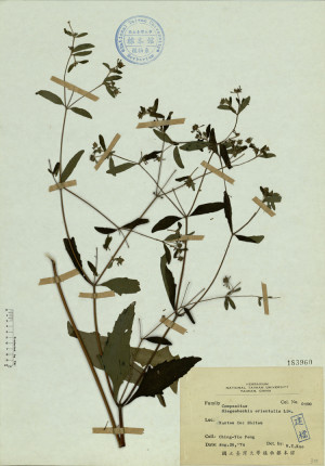Siegesbeckia orientalis Lin._標本_BRCM 4533