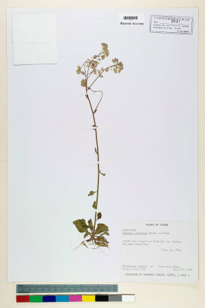 Vernonia parviflora Reinw. ex Blume_標本_BRCM 5098