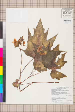 Begonia flaviflora標本_BRCM 2632