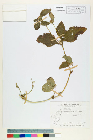 Synedrella nodiflora (L.) Gaertn._標本_BRCM 6505