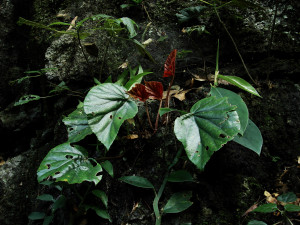 近革葉秋海棠 (Begonia subcoriacea C.I Peng, Yan Liu & S.M.Ku)