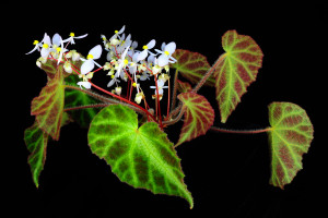 織錦秋海棠 (Begonia locii C.I Peng, C.W.Lin & H.Q.Nguyen)