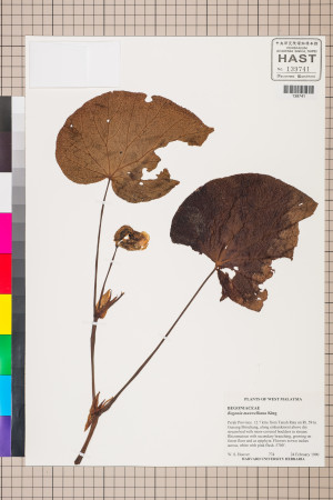 Begonia maxwelliana標本_BRCM 2809