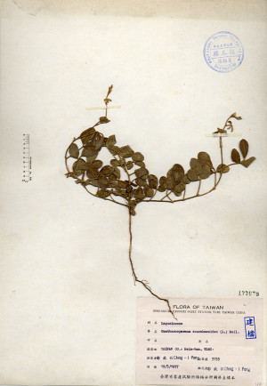 Cantharospermum scarabaeoides (L.) Bail._標本_BRCM 4475