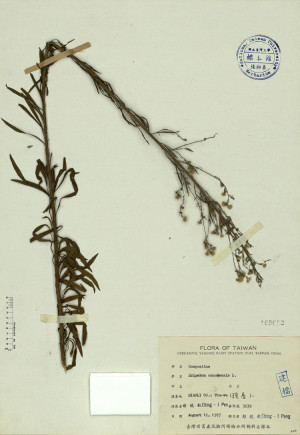 Erigeron canadensis L._標本_BRCM 4108
