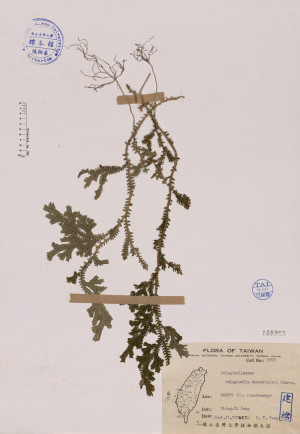 Selaginella doederleinii Hieron._標本_BRCM 4076