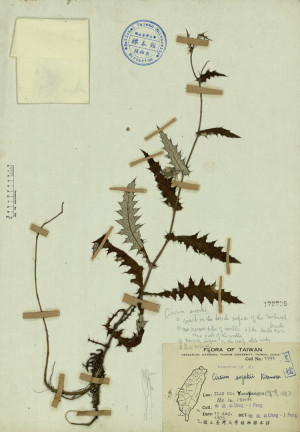 Cirsium suzukii Kitamura_標本_BRCM 4301