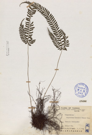 Polystichum hancockii (Hance) Diels_標本_BRCM 4118