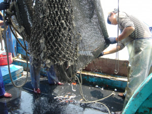 底拖網起網後，把網袋打開的漁獲物