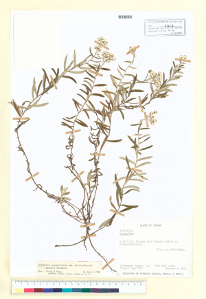 Anaphalis margaritacea (L.) Benth. & Hook. f. subsp. morrisonicola (Hayata) Kitam._標本_BRCM 6770