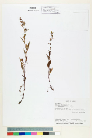 Solidago virgaurea L. var. leiocarpa (Benth.) A. Gray_標本_BRCM 7160