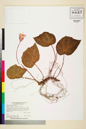 Begonia variifolia標本_BRCM 2178