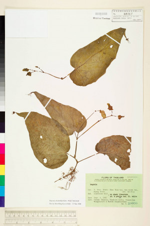 Begonia elisabethae標本_BRCM 1317