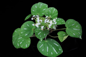 巴馬秋海棠 (Begonia bamaensis Yan Liu & C.I Peng)