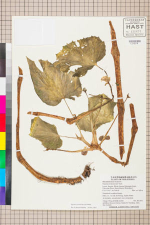 Begonia pseudolateralis標本_BRCM 2562