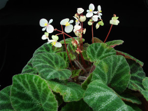 麗葉秋海棠 (Begonia ningmingensis var. bella D.Fang, Y.G.Wei & C.I Peng)