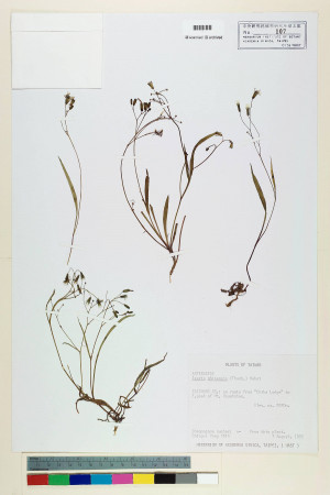 Ixeris chinensis (Thunb.) Nakai_標本_BRCM 6856